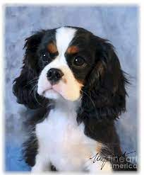 Cavalier King Charles Spaniel Tri Pup By Maxine Bochnia Cavalier King Charles Spaniel Tricolor King Charles Cavalier Spaniel Puppy Cavalier King Charles Dog