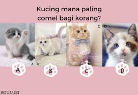 10 baka kucing paling cantik dan comel dalam dunia | iluminasi. Kucing Mana Paling Comel Bagi Korang Question Answer Soulusi Com