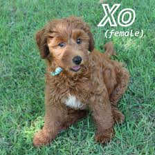 Smart, well mannered & ckc registered puppies raised with puppy culture. Goldendoodle Puppies From Melanie And Farmer Goldendoodle Puppy Goldendoodle Puppies