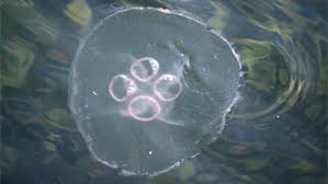 bbc wales nature wildlife jellyfish