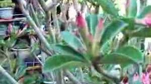 Image result for Synadenium pereskiifolium