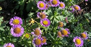 Image result for Erigeron steudelii