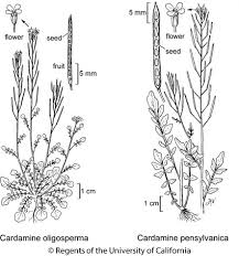 Image result for Cardamine