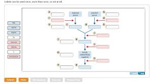 Bioflix Activity Mitosis Events Of Mitosis Part Part A Meiosis Terminology