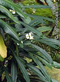 Image result for Euphorbia ramulosa