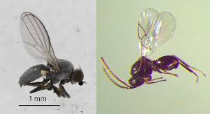 Image result for Dicranolepis