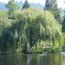 Weeping willows grow as much as eight to ten feet a year! Image Result For Willow Tree South Africa Weeping Willow Weeping Willow Tree Beautiful Gardens
