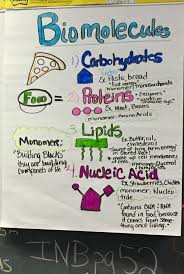 Amoeba sisters alleles and genes answer key pdf. Amoeba Sisters Biomolecules Answer Key