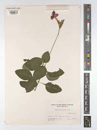 Image result for Ruellia brevifolia