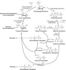 Tj In Biochemistry The Pentose Phosphate Pathway Also Called The Phosphogluconate Pathway And The Hexose Mo Biochemistry Pentose Phosphate Pathway Molecular