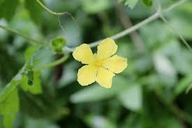 Image result for Momordica repens