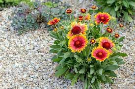 How To Grow Gaillardia Blanket Flower Gardener S Path Planting Flowers Flowers Perennials Summer Plants
