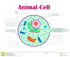 Use this tool to discover new associated keyword & suggestions for the search term simplified animal cell. Year 11 Biology Unit 1 And 2 Diagram Quizlet
