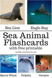 About our printables all our printables are 100% free and … free montessori printables read more » Sea Animal Flash Cards Free Printable Mostly Montessori
