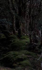 Forest Area Near Cradle Mt Tasmania This Photo Was Taken Quite Late At Night Using A Very Long Exposure Magical Forest Ancient Forest Dark Forest