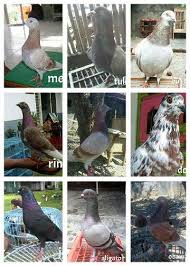 Check spelling or type a new query. Cari Nma Buat Merpaati Metiz Baguz Khalel Muhammad Idlan Facebook
