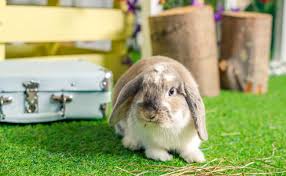 Le Lapin Nain Tete De Lion Qui Est Il Comment En Prendre Soin