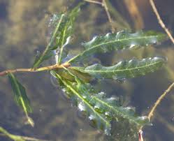 Image result for Potamogeton crispus