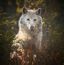I M Sorry There S No Information Or Location Given By The Previous Pinner But It S A Beautiful Capture Grey Wolf Wolf Wild Dogs