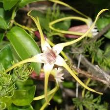 Image result for Artabotrys monteiroae