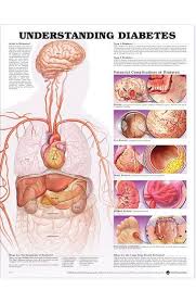 Anatomical Chart Company Understanding Diabetes Anatomical