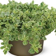 Image result for Origanum