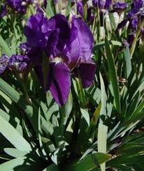 Image result for Zygotritonia atropurpurea