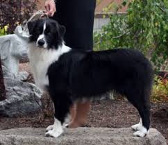 Black And White Aussie Dog Australian Shepherd Smart Working Dog Australian Shepherd Australian Shepherd Dogs Aussie Dogs