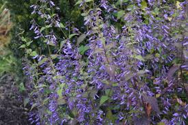 Image result for Isodon