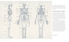 Basic Human Anatomy An Essential Visual Guide For Artists Osti Roberto Drake Peter 9781580934381 Amazon Com Books