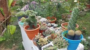 Su principal característica es que acumulan agua en sus tallos, hojas o raíces, lo que los hacen muy resistentes a períodos de sequía o poco riego y por ello, son plantas fácil de cuidar. Tour Por Mis Cactus Echeverias Y Suculentas Con Nombres Parte 2 Youtube