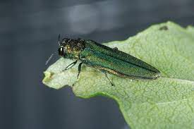 Emerald Ash Borer Treatment Tree Pro Inc