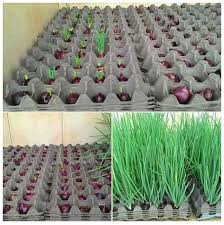 Diindonesia tanaman bawang merah banyak ditanam di bekas sawah dan jarang dibudidayakan di tegalan atau tegalan. Hari Hari Guna Bawang Apa Kata Belajar Cara Mudah Tanam Bawang Kat Dalam Rumah Jimat Sangat Kartel Dakwah