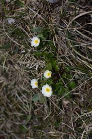 Image result for Ranunculus oreophytus