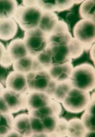 The co 2 incubator also plays an important role because it provides not only cell cultures but also many undesirable microbes with ideal growth conditions. History Of Cell Culture Intechopen