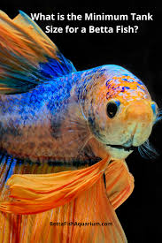 What Is The Minimum Tank Size For A Betta Fish In 2020 Betta Fish Betta Betta Fish Care