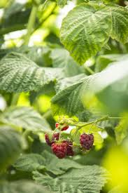Red raspberries must be more than 300' from wild blackberries, as the wild blackberries can carry some diseases that insects can transmit to the red raspberries if they are close enough, causing the red raspberries to have poor or no features. Canby Red Raspberry