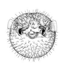 Illustration Of Puffer Fish Google Search Sea Creatures Art Puffer Fish Art Fish Sketch