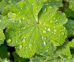 Image result for Alchemilla johnstonii