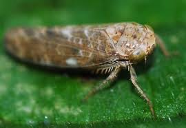 Image result for Atractus modestus