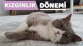 Erkek Ve Disi Kedilerde Kizginlik Donemi Belirtileri Nedir Kac Gun Surer Ilaci Kediler Neden Kokar Youtube