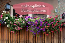 Welche blumen pflanzt man auf dem balkon die lange halten ? Unkomplizierte Balkonpflanzen 17 Unempfindliche Balkonblumen