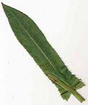 Image result for Sonchus dregeanus