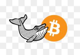 Search more high quality free transparent png images on pngkey.com and share it with your friends. Cardano Png And Cardano Transparent Clipart Free Download Cleanpng Kisspng