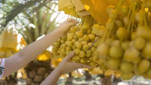 Definisi dari dalil naqli adalah landasan dalil berdasarkan al quran dan hadits, dan ini adalah landasan dasar seorang muslim jika ingin mengamalkan suatu amalan dan meyakini suatu keyakinan dan kejadian yang telah dikabarkan oleh allah dan rasulnya. 7 Tanaman Yang Disebut Dalam Al Qur An