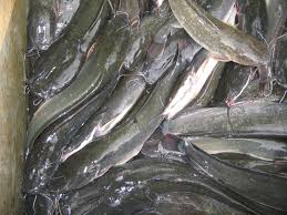 Mulai dari cara merawat, budidaya, tips mengawinkan, pemberian pakan, kebersihan aquarium, harga di indonesia sendiri terdapat berbagai jenis ikan hias air laut ataupun air tawar yang sangat beragam dan perkembangannya mengalami kemajuan. Tips Cara Hilangkan Lendir Dan Hanyir Ikan Keli Paling Mudah Dan Berkesan Vanilla Freak