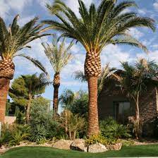 Tropical Oasis In Desert Desert Landscaping Landscaping Las Vegas Palm Trees Landscaping