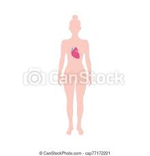 As part of a woman's reproductive cycle (which usually lasts about a month), the lining of the corpus (endometrium) thickens. Human Body With Heart Inside Medicine Diagram Of Standing Woman With Internal Organ Showing Through Flat Isolated Vector Canstock
