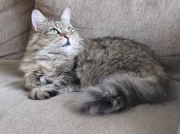 1 x long haired tabby £90 1 x black with tiny white patch on chest £60 must go to a good home. Grey And Black Long Fur Tabby Cat Free Image Peakpx