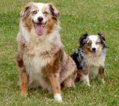 Australian Shepherd Dog Breed Info Images Videos Faqs